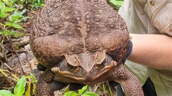 Nearly 6-pound 'Toadzilla' found in Australia breaks the record for largest toad